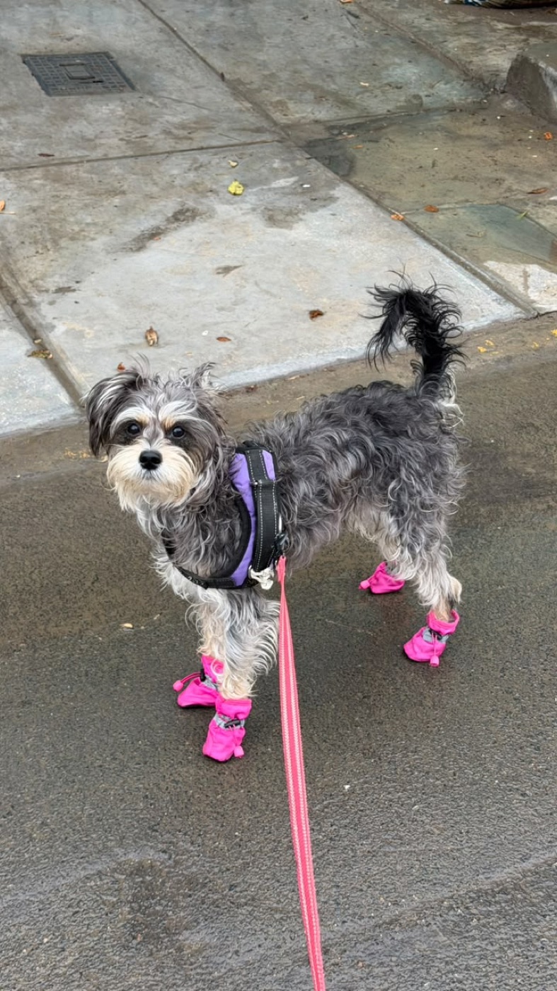 Rudy, Angel's small grey dog, wearing pink rain boots